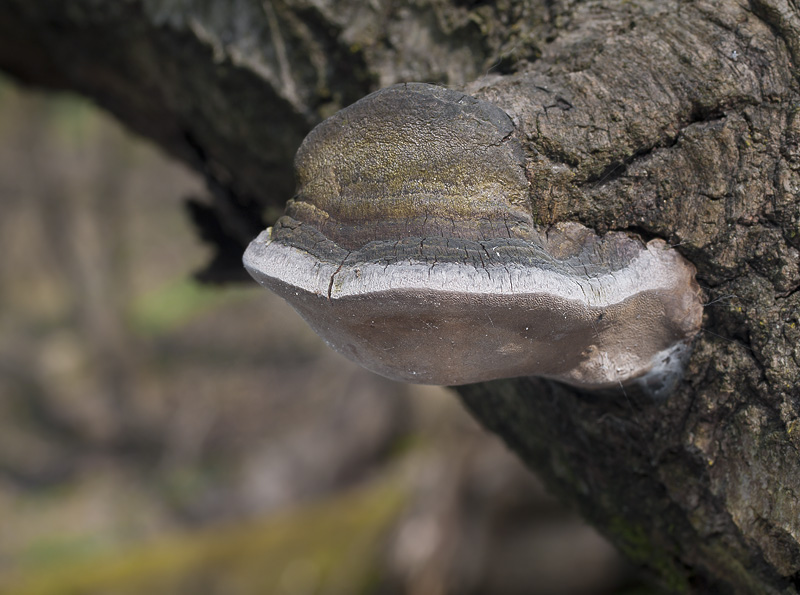 Phellinus tremulae